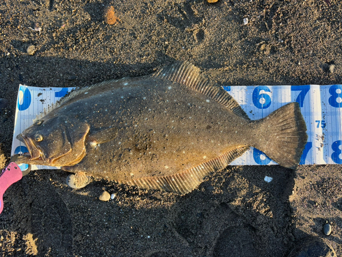 ヒラメの釣果