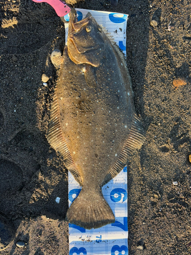 ヒラメの釣果