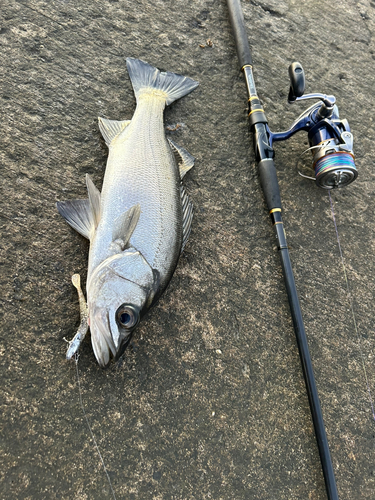 ヒラスズキの釣果