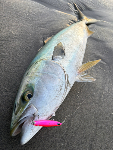 ブリの釣果