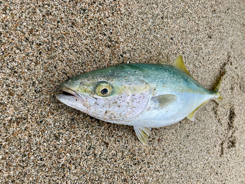 ツバイソの釣果