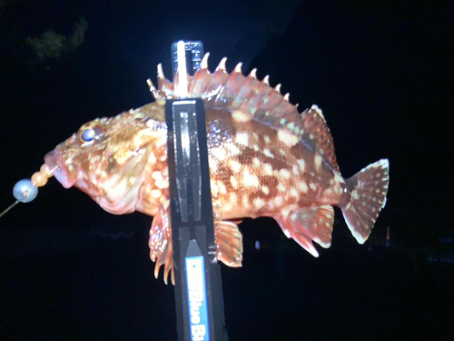 カサゴの釣果