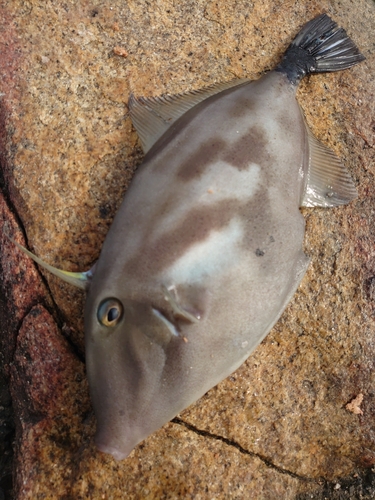 ウマヅラハギの釣果