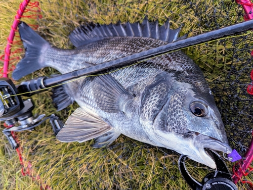 チヌの釣果