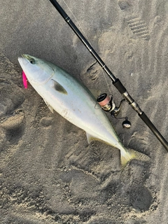 ブリの釣果