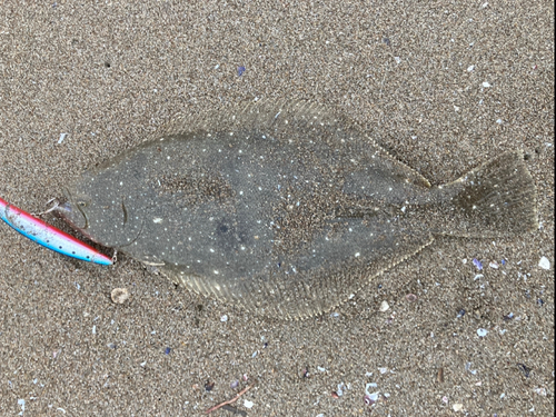 ソゲの釣果