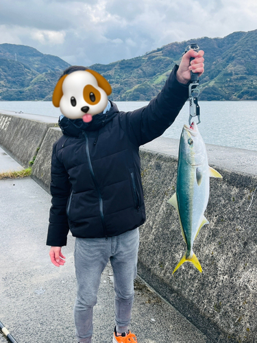 ハマチの釣果