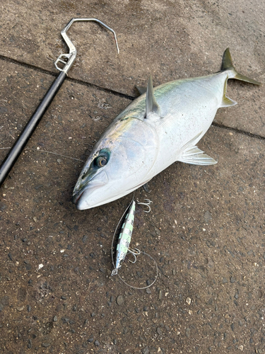 ブリの釣果