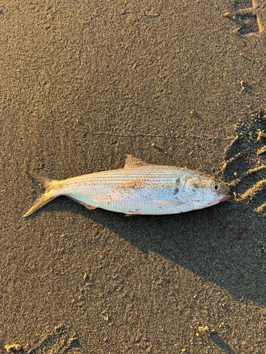 コノシロの釣果