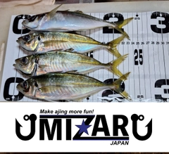 アジの釣果