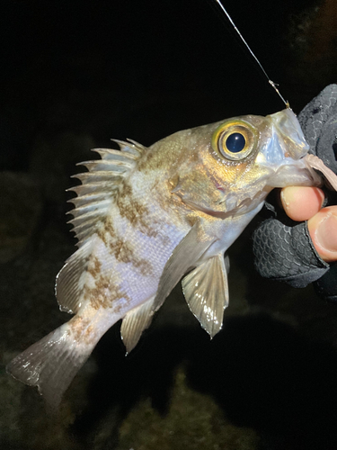 メバルの釣果