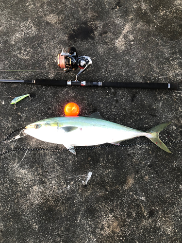 イナダの釣果