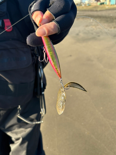 シタビラメの釣果