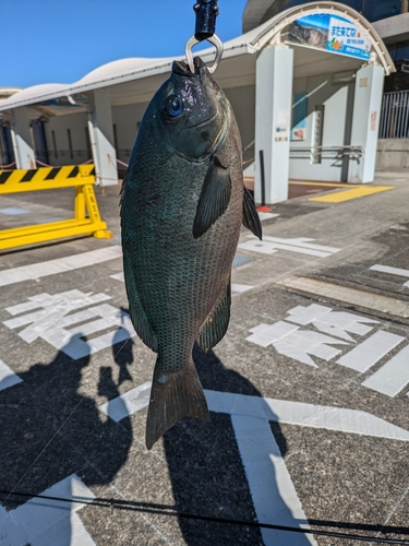 メジナの釣果