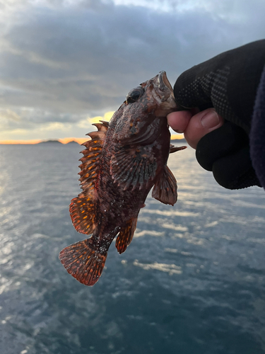 オウゴンムラソイの釣果