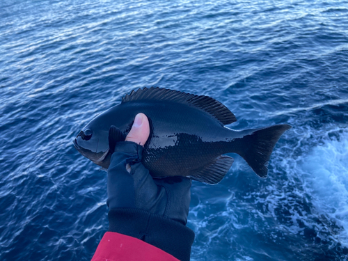 メジナの釣果