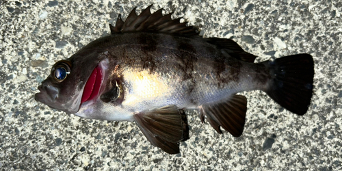 メバルの釣果