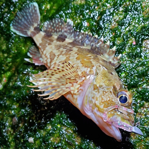 カサゴの釣果