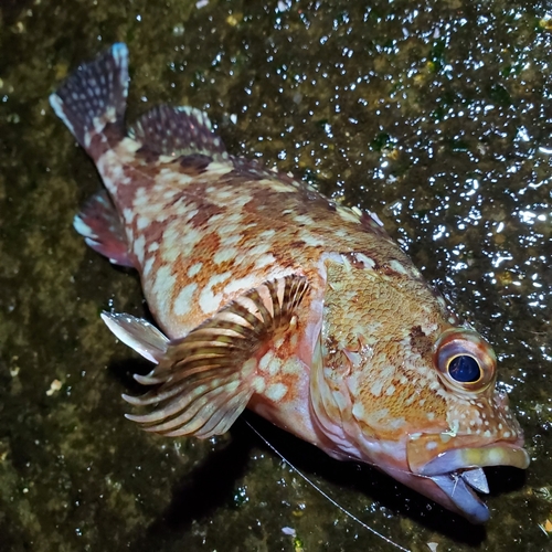 カサゴの釣果