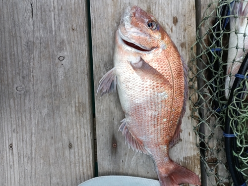 タイの釣果