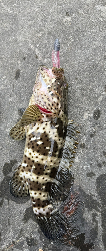 ヤイトハタの釣果