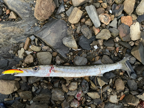 タイワンカマスの釣果