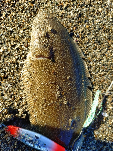 シタビラメの釣果