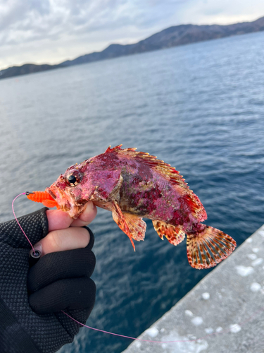 ヨロイメバルの釣果