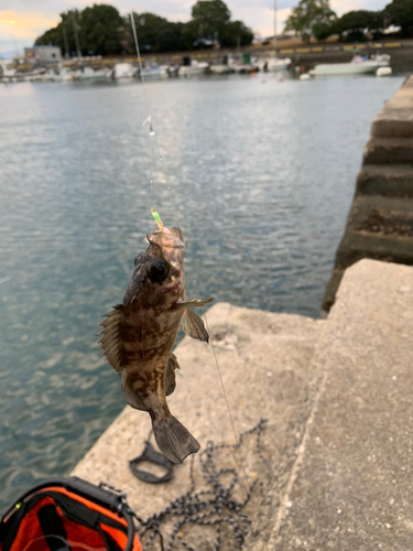 メバルの釣果