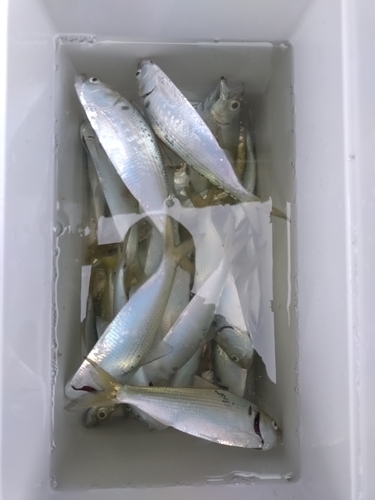 コノシロの釣果