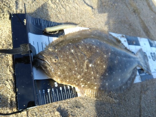 ヒラメの釣果