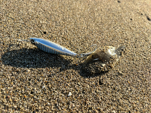 シタビラメの釣果