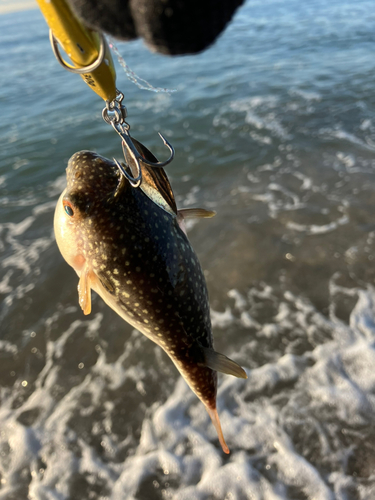 クサフグの釣果