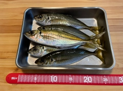 アジの釣果