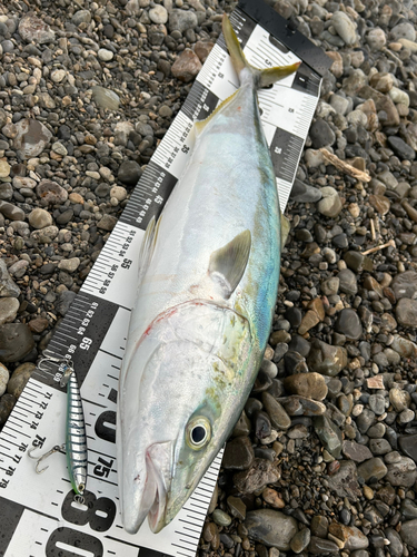 メジロの釣果