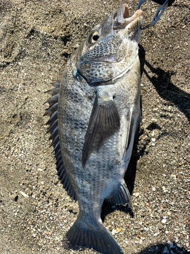 チヌの釣果