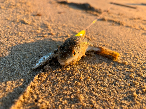 フグの釣果