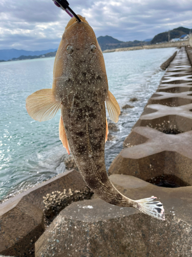 マゴチの釣果