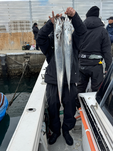 タチウオの釣果