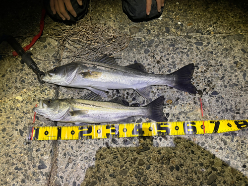 シーバスの釣果