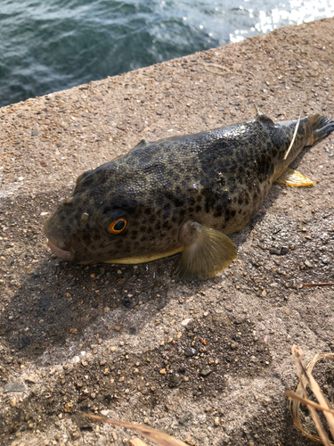 フグの釣果