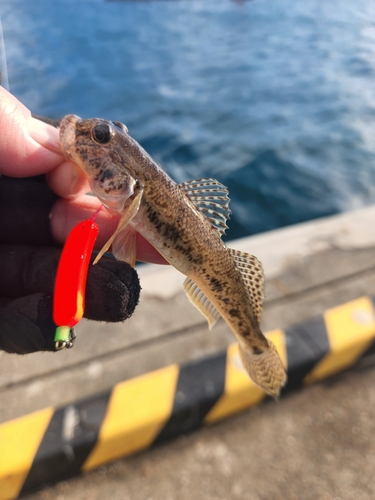 ハゼの釣果