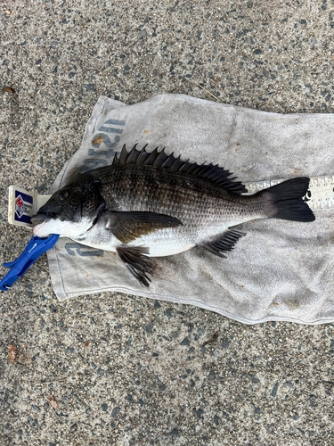 クロダイの釣果