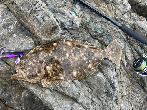 ヒラメの釣果