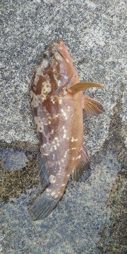 アコウの釣果