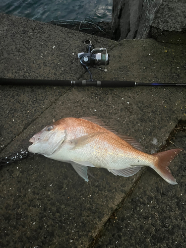 マダイの釣果