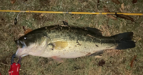 ラージマウスバスの釣果