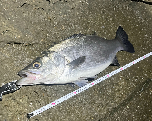 ヒラスズキの釣果