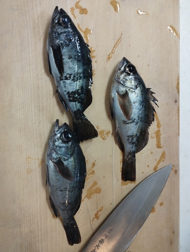 クロメバルの釣果