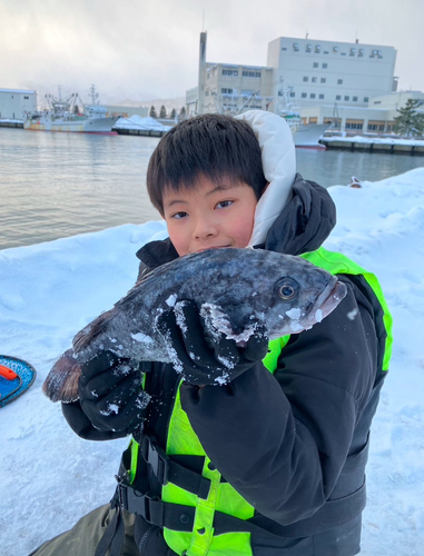 クロソイの釣果